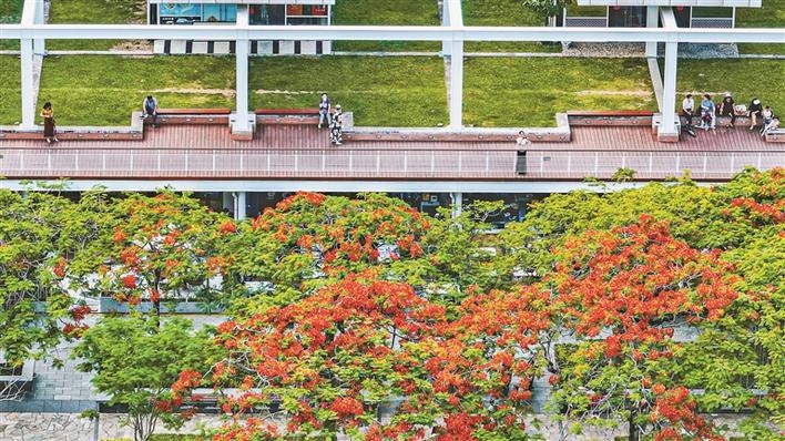 最美深圳五月天 鳳凰花開(kāi)紅似火