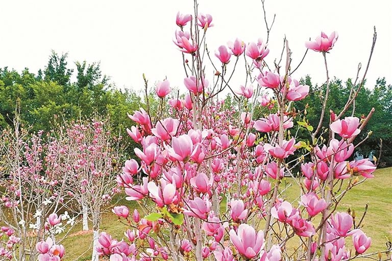 光祖公園木蘭花綻放