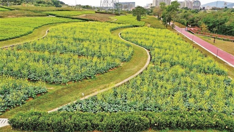 石巖街道陌上花公園油菜花海綻放