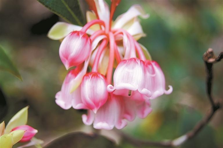 梧桐山間 花意正濃