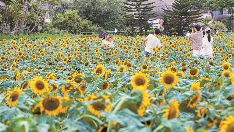 綠美深圳 向陽花開